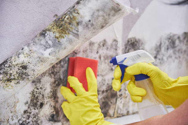 Best Black Mold Removal  in Summerfield, MD